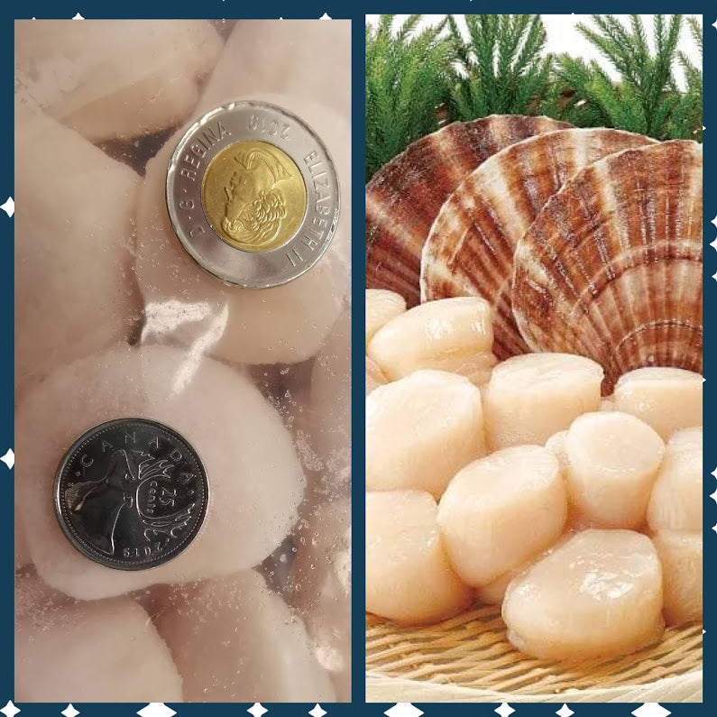 Canadian veteran 🇨🇦Comeau super large wild frozen scallops 10/20