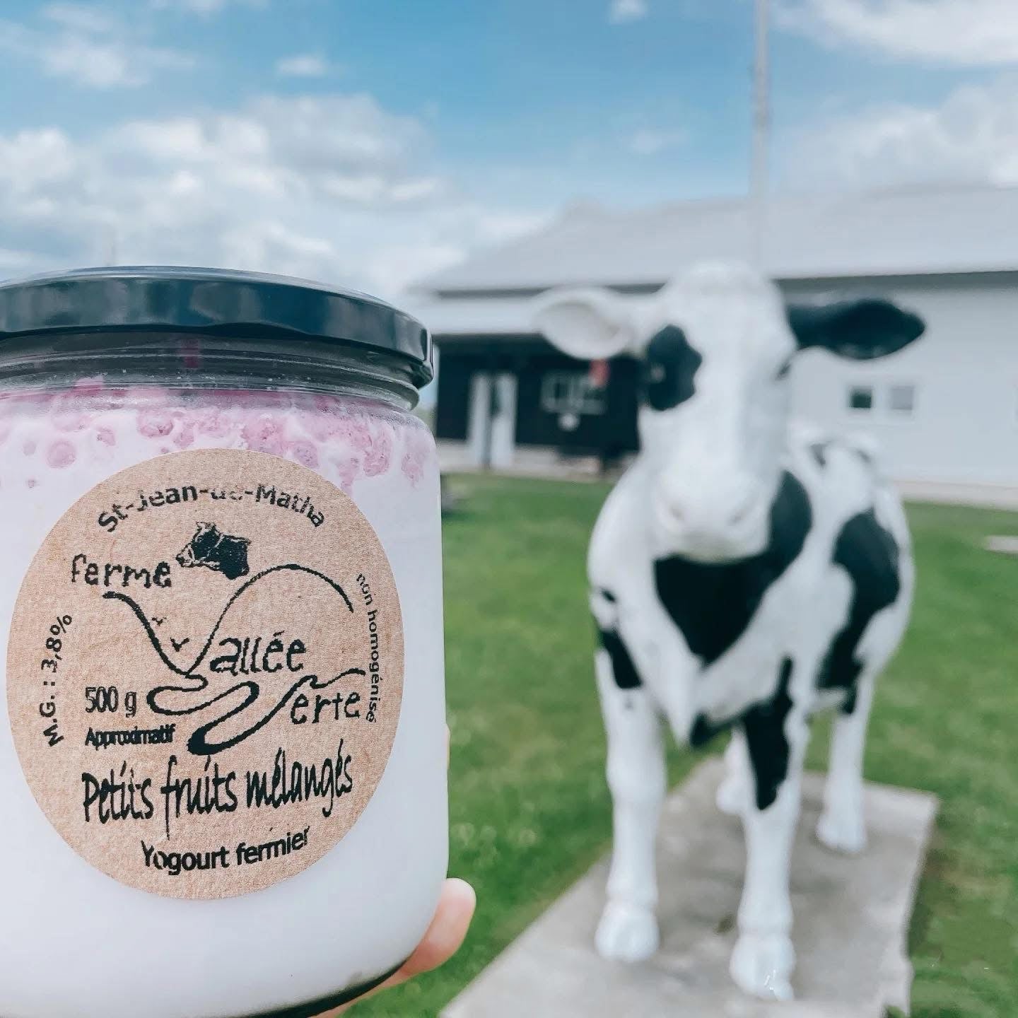加拿大MTL乳酪 Montreal 3.8% Green Valley Farm Yogurt