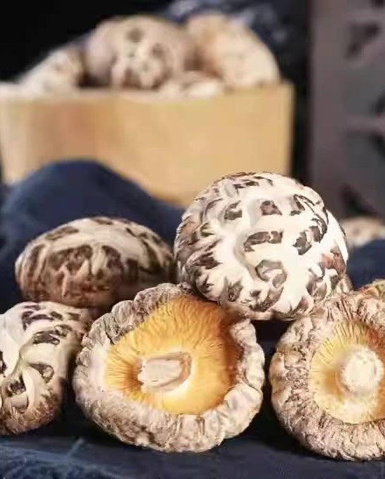 Selected Sleeve Pearl Log Small Flower Mushroom