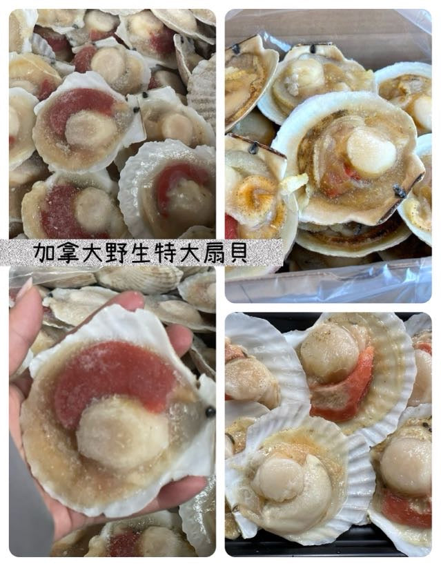 加拿大 野生大扇貝 (2磅)