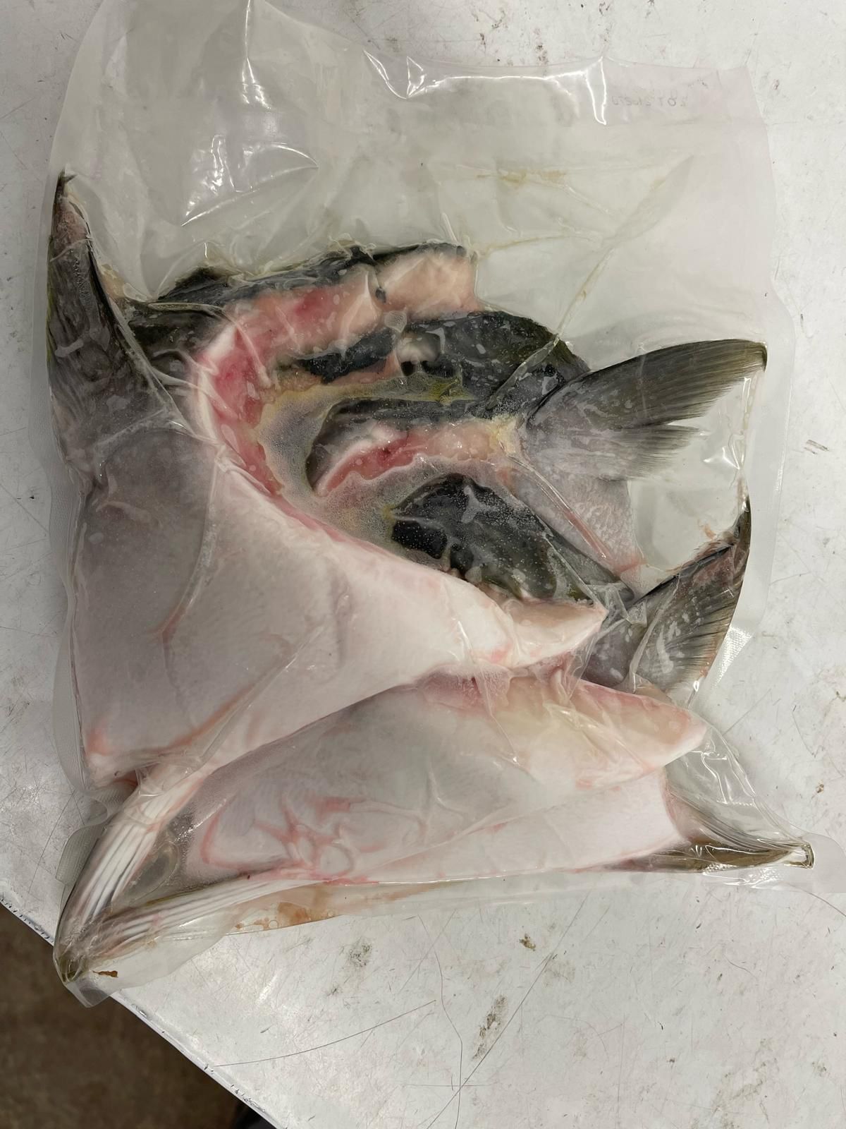 日本油甘魚鮫