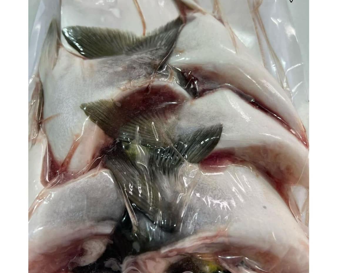 日本油甘魚鮫