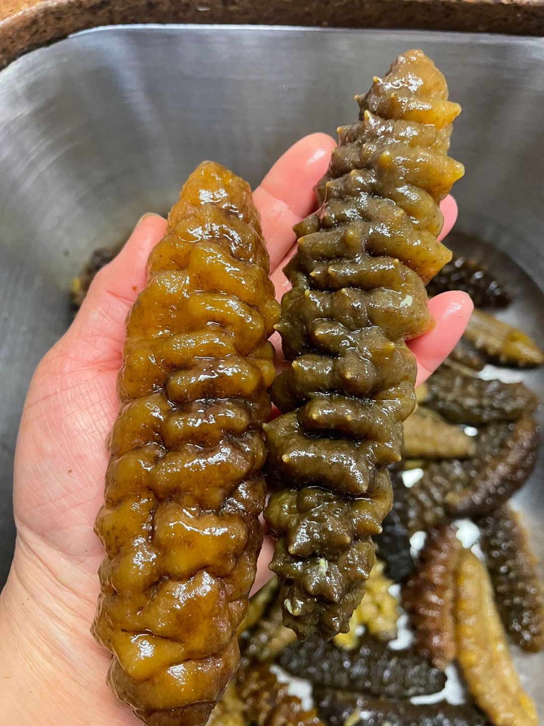 南美靚刺参 (1磅)