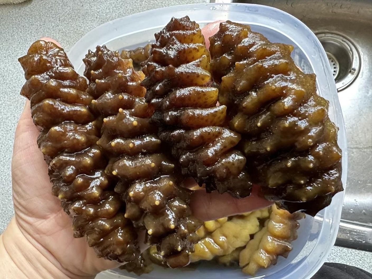 南美靚刺参 (1磅)