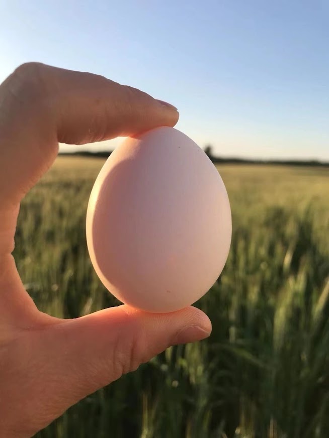 XL黃殼農場土雞蛋 (30 隻)