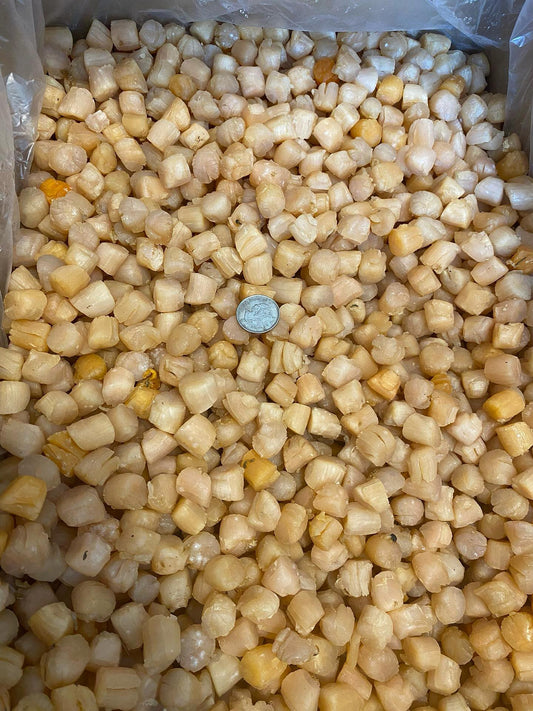 Large/Small Qingdao Shellfish