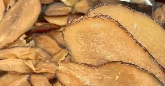 West African original giant whelk