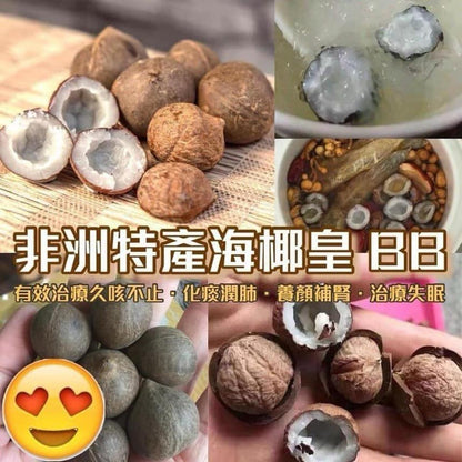 非洲海椰皇BB (一磅）