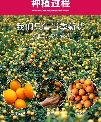 Yifangji—dried kumquats (3 bottles)