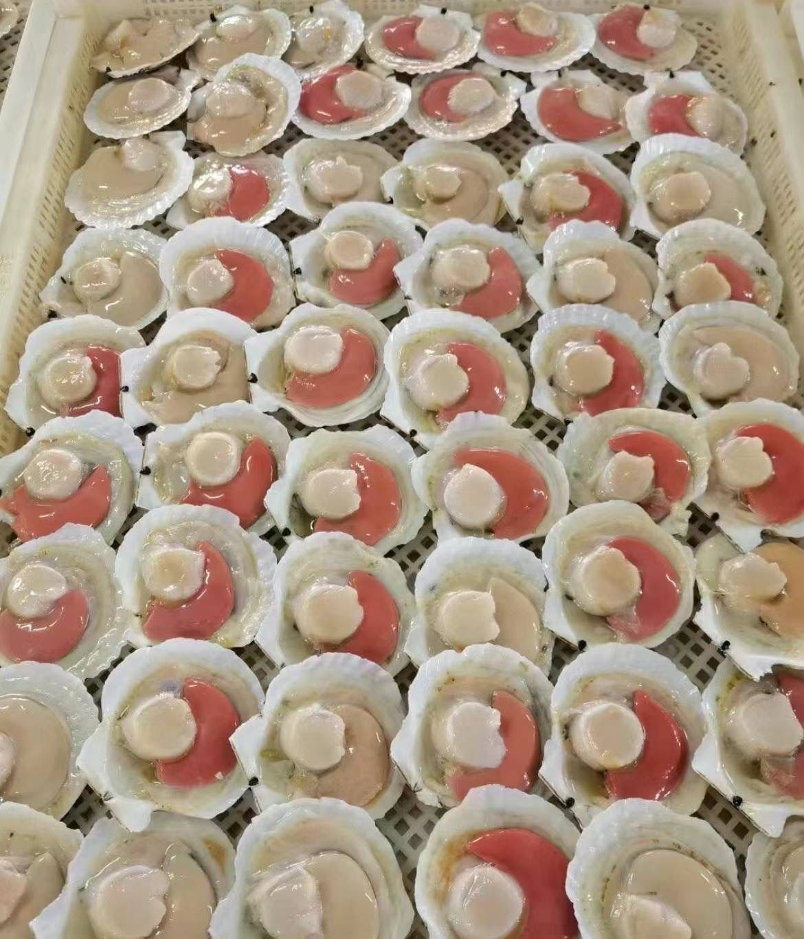 Shelled scallops (10 pieces)