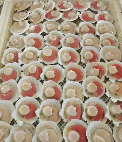 Shelled scallops (10 pieces)