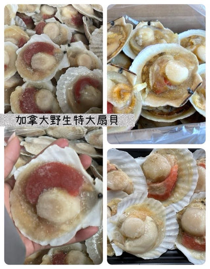 加拿大 野生大扇貝 (2磅)